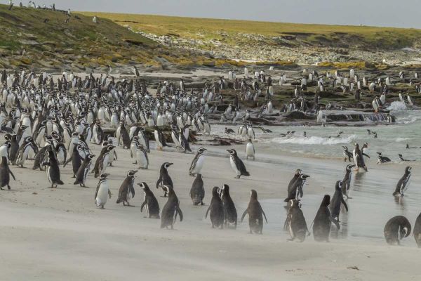 Bleaker Island Magellanic and Gentoo penguins